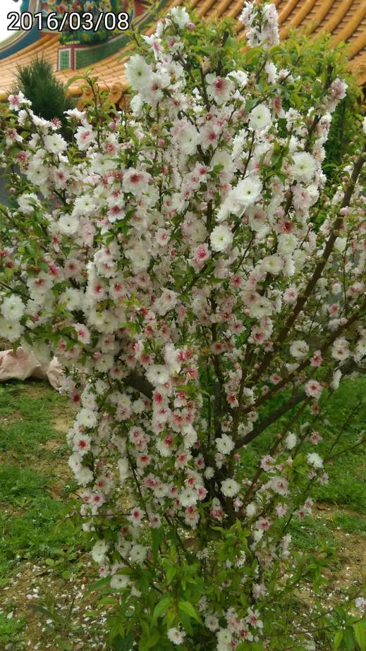 複瓣粉紅色 郁李、Japanese bush cherry, or Oriental bush cherry、Prunus japonica, Cerasus japonica